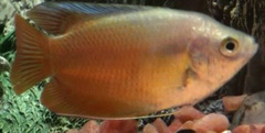 red gourami