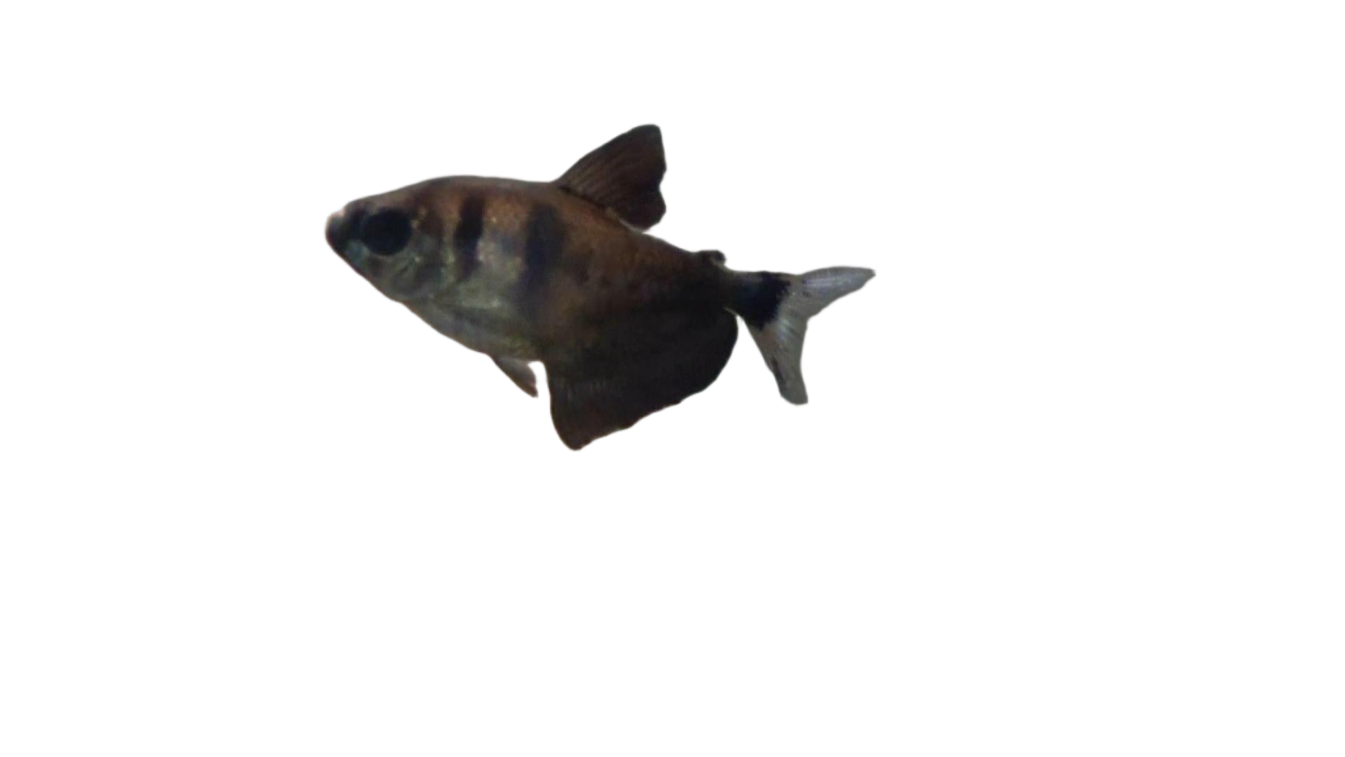 blackskirt tetra
