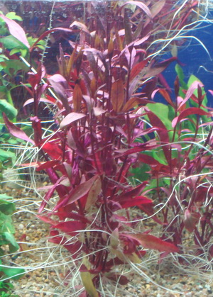 Red Luwigia