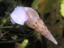Malaysian Trumpet Snail
