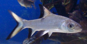 Bala Shark