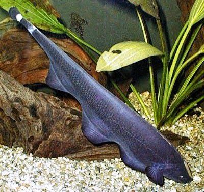 knife fish