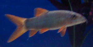 red tail shark - grey