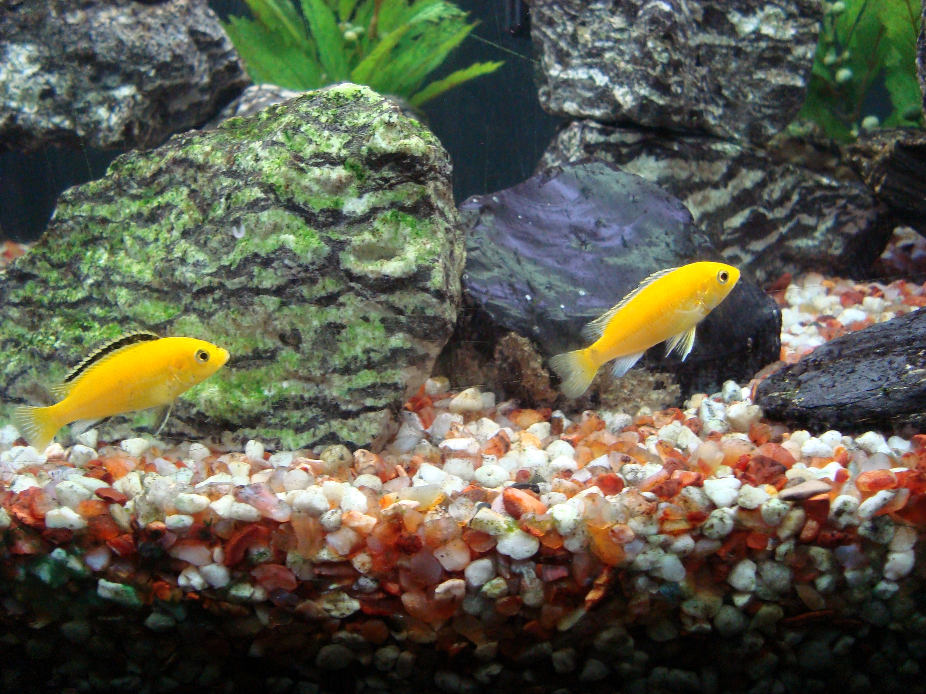 Mbuna community