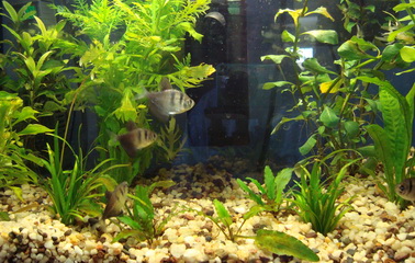 Aquarium scene