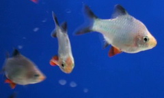Puntius Tetrazoni - Green Tiger Barb
