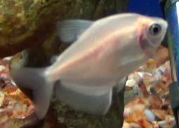 Albino Blckskirt tetra
