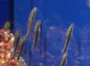 otocinclus afinnis