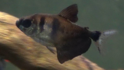 Black Skirt Tetra