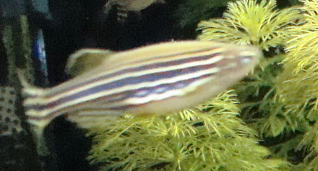 zebra danio