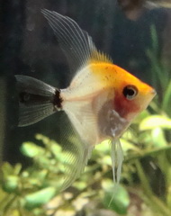 Koi Angel