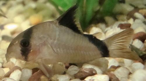Skunk Catfish