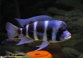 Frontosa