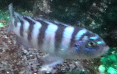 Kenyi Female