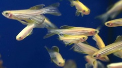 zebra danio