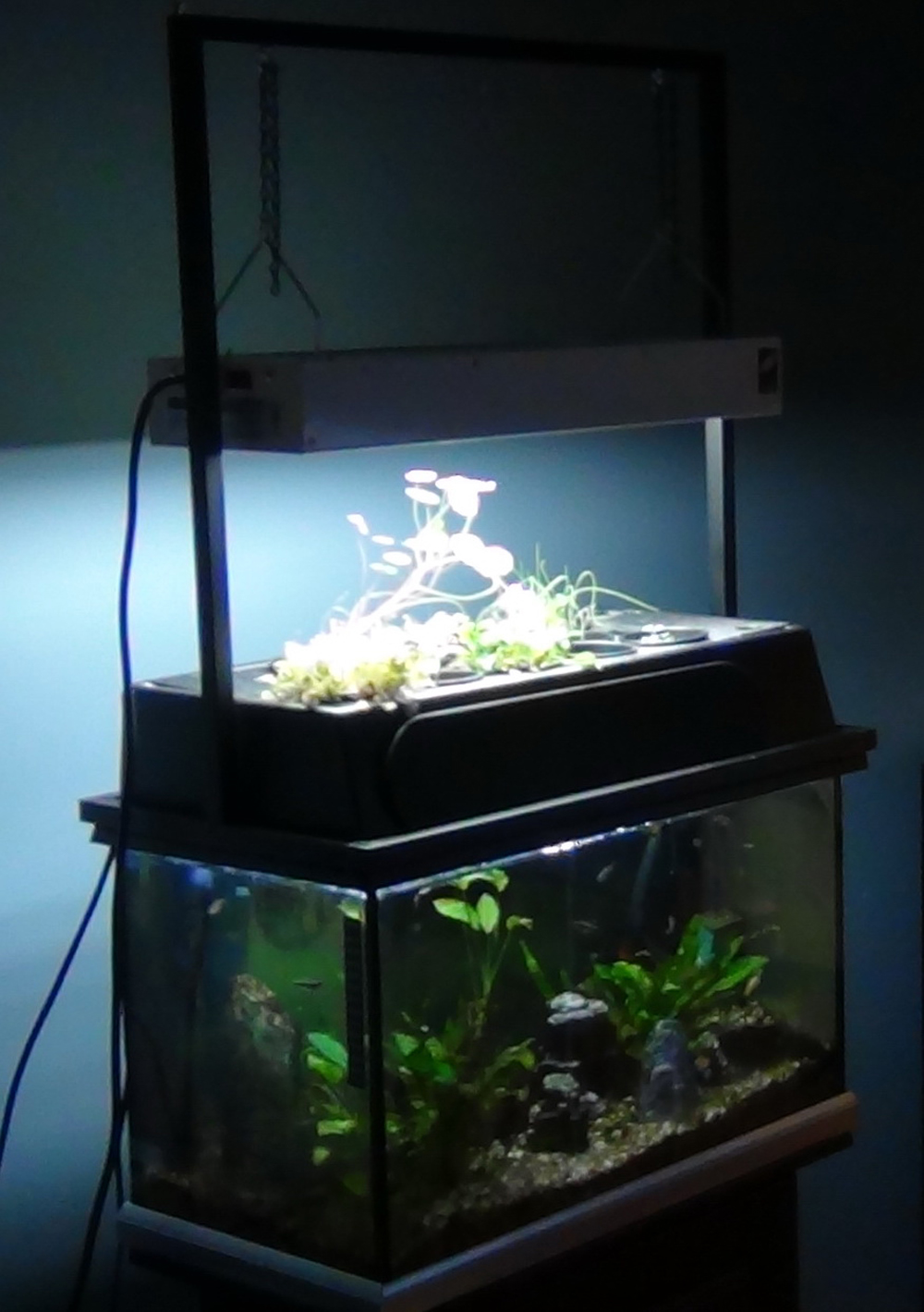 Aquaponic live system