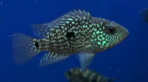 Andinoacara rivulatus - Green Terror - Juvenile