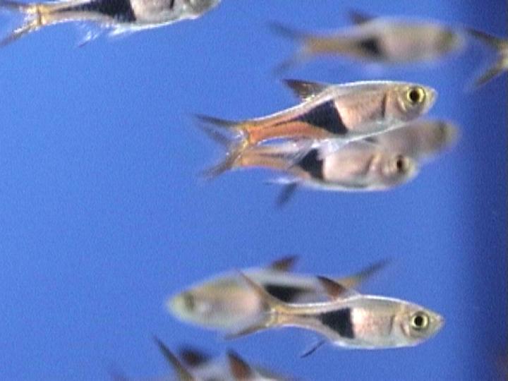rasbora