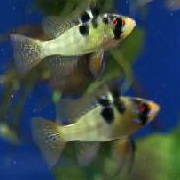 gold rams