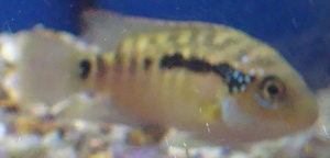 Jack Dedmposey juvenile