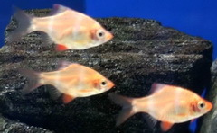 Puntius Tetrazoni - Albino Tiger Barb