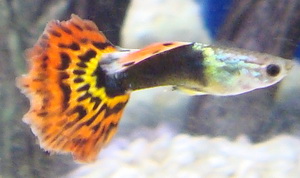 guppy