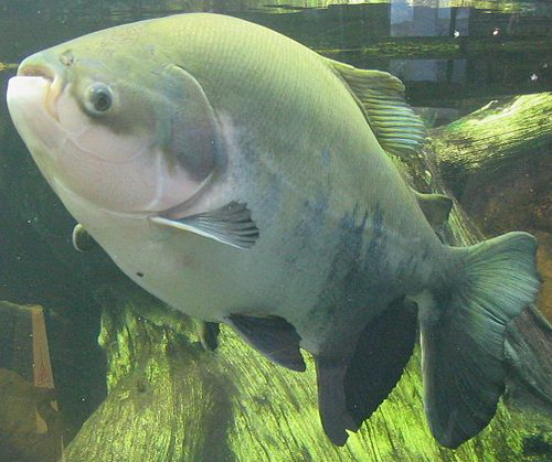 Pacu
