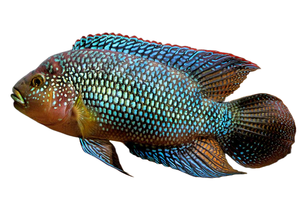 Jack Dempsey-Rocio octofasciata