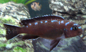 elongatus