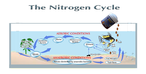 The Nitrogen Cycle