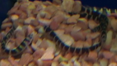 Kuhli Loach