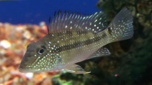 Geophagus Jurupari