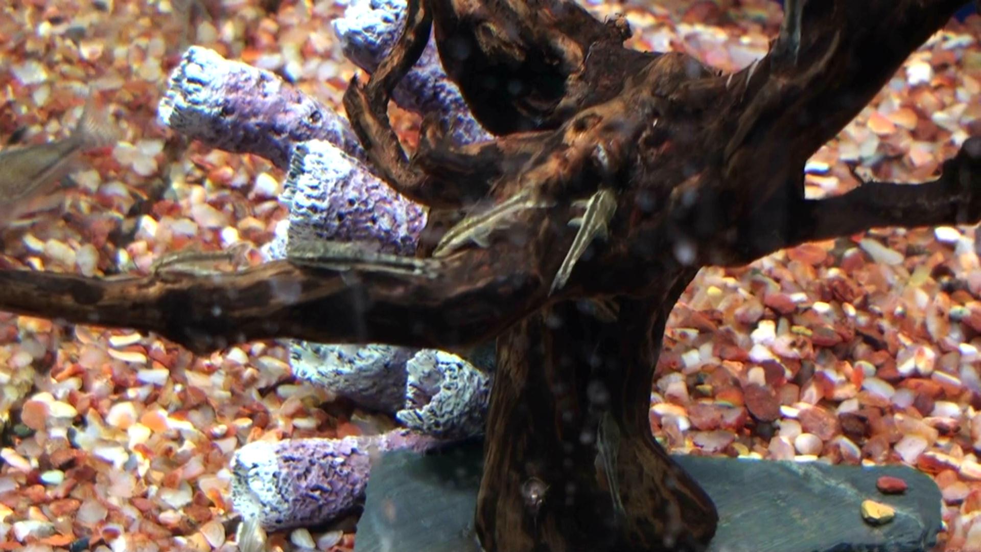 otocinclus affinis