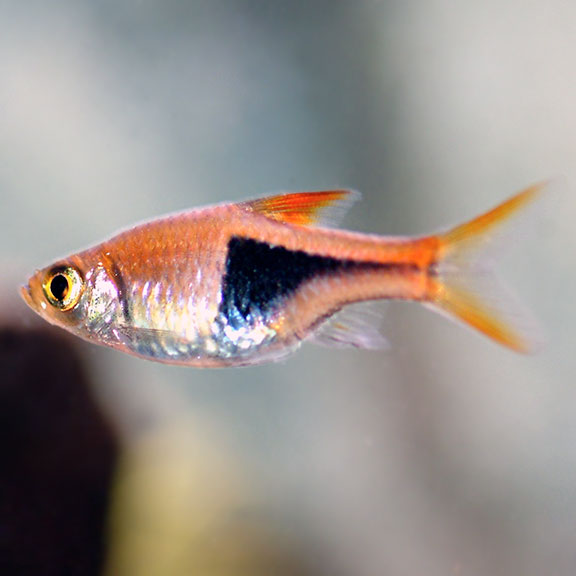 rasbora