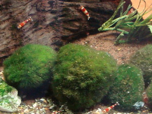 Java Moss