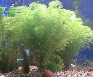 plants