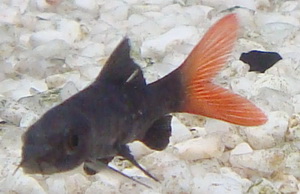 re tail shark