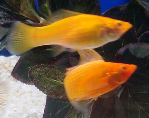 sailfin molly
