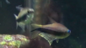 emperor tetra