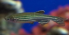 danio rerio -Zebra Danio