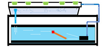 Aquaponics set-up
