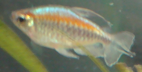emperor tetra
