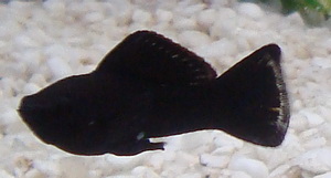 black molly