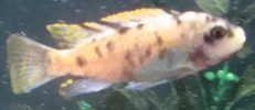Danio rerio - Gold Zebra Danios