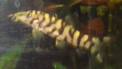 lohochata loach