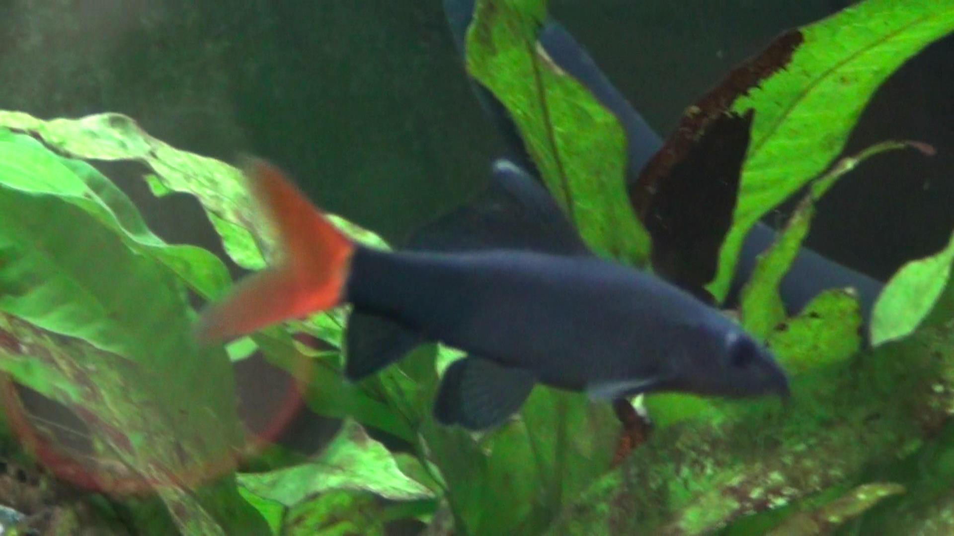 rd tail shark