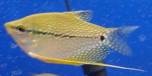 Pearl Gourami