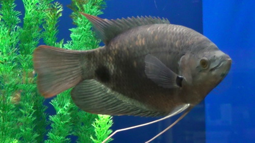Giant Gourami