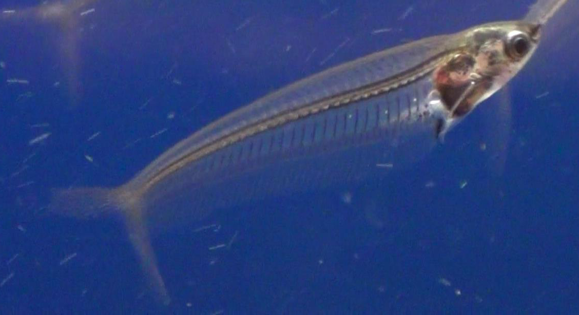x-ray catfish