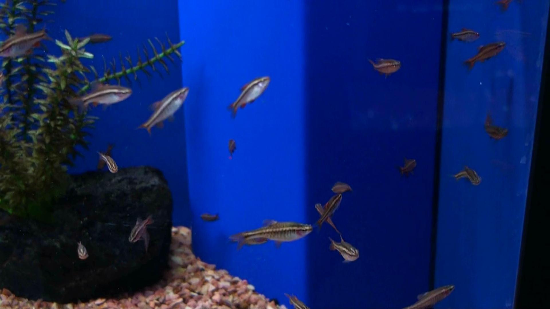 Cherry Barb